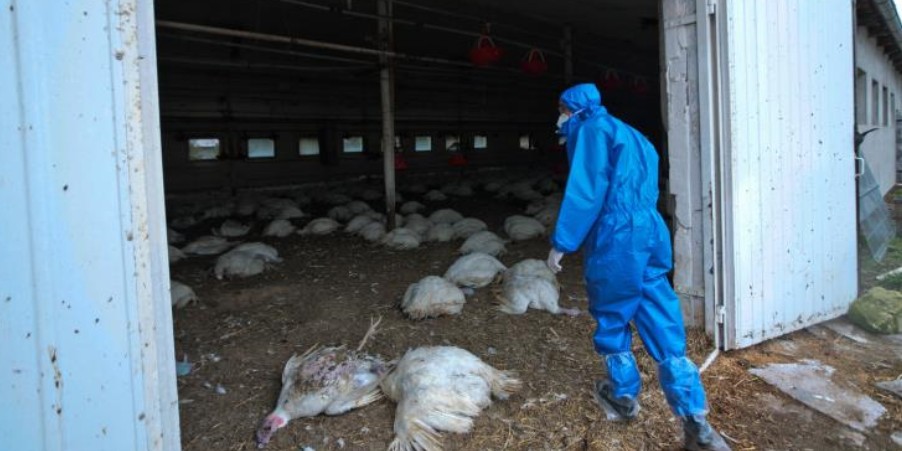 Κίνα: Πρώτο κρούσμα σε άνθρωπο του στελέχους H10N3 της γρίπης των πτηνών